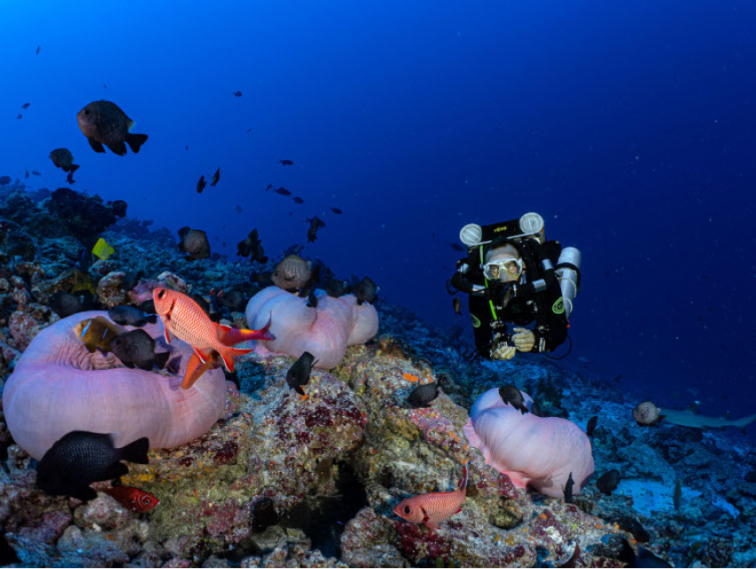 Plongée de nuit en recycleur à Rangiroa
