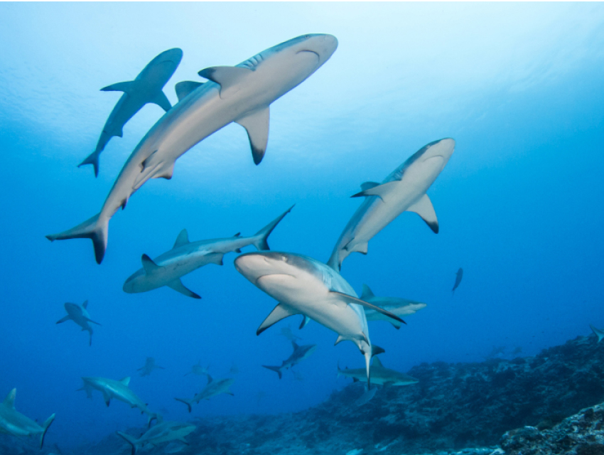 Plongée CCR avec des requins gris à Rangiroa.
